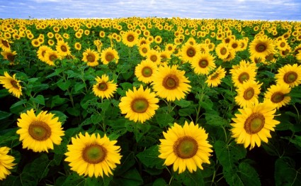 Sonnenblume Sonnenblumen Feld flora