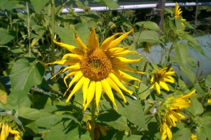 bunga matahari