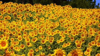 Sonnenblumen-Abruzzen-Blumen