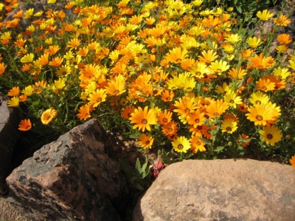 солнечный желтый цветок