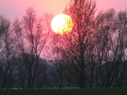 zachód słońca i drzew