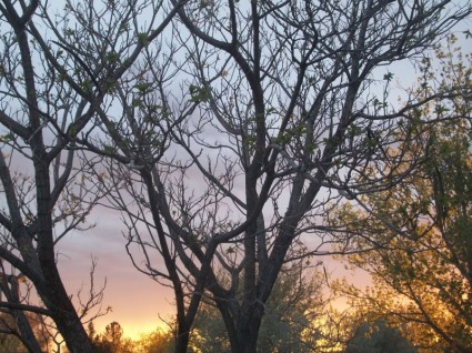 tramonto alberi