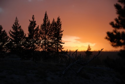 silhouette tramonto alberi