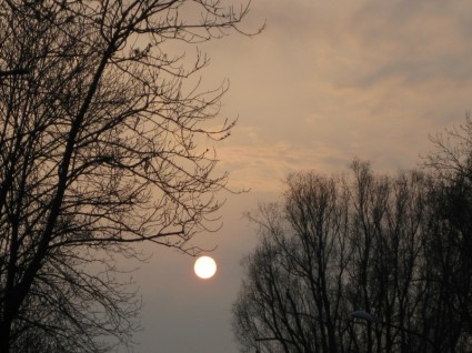 ciel coucher de soleil arbres