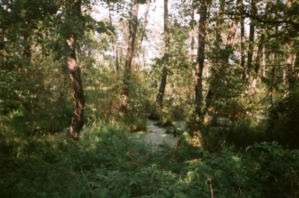 Swamp Near Lublin