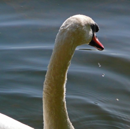 Swan hewan air burung