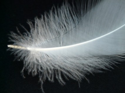 cisne de primavera de pluma de cisne
