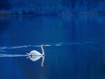 Fondo de pantalla de lago cisne aves animales