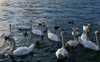 acqua di Lago Swan