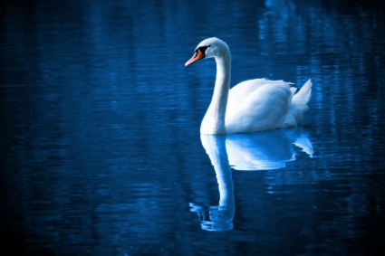 Swan trên hồ