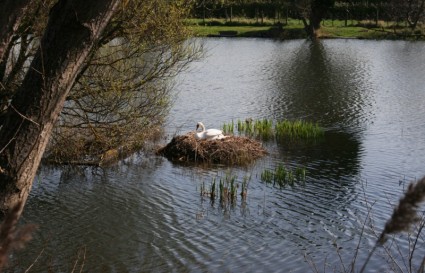 Swan On Nest