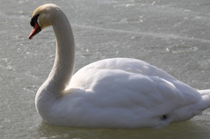 Swan angsa burung