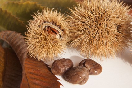 ธรรมชาติ chestnuts chestnuts หวาน