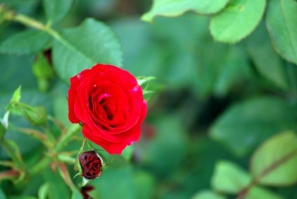 Hoa hồng yêu