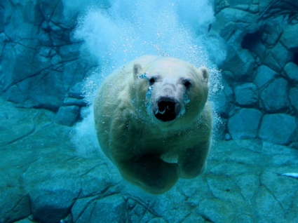 Schwimmen Eisbär Wallpaper trägt Tiere