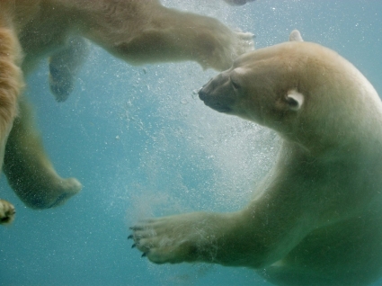 плавание полярные медведи и фотографии медведи животные
