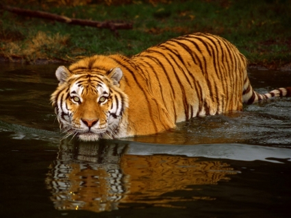 Swimming Tiger Wallpaper Tigers Animals