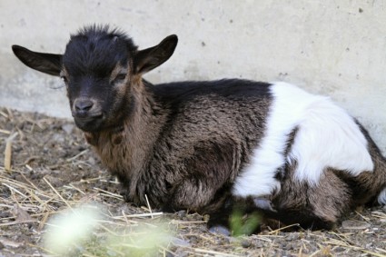 bébé de chèvre chèvre Suisse