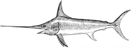 箭魚
