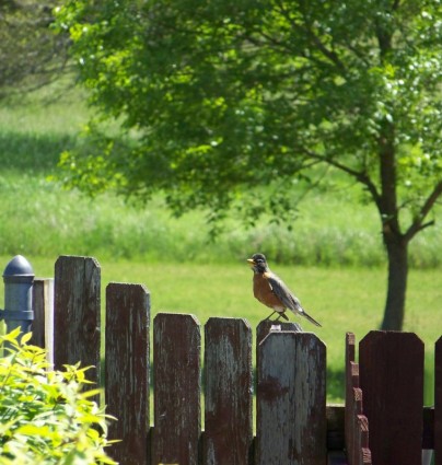 robin bavard sur clôture