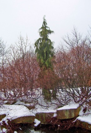 alto árbol de hoja perenne en la nieve