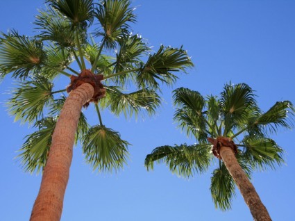 高大风扇棕榈树