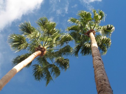 高大风扇棕榈树