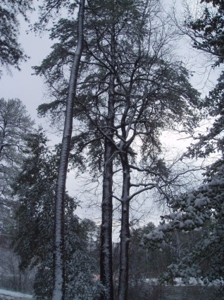 背の高い雪に覆われた木