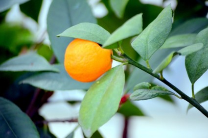 Tangerine cây