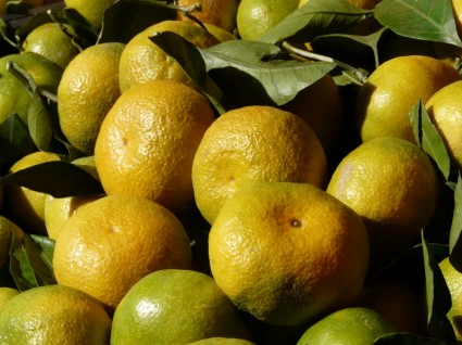 ผลไม้ tangerines คลีเมนไทน์