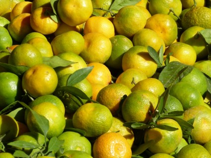 zdrowych owoców mandarynki