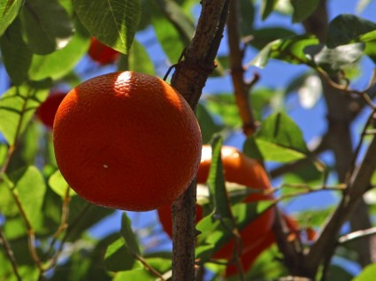 Mandarim mandarin árvore de tangerinas