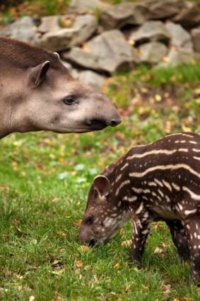 Tapir dan bayi
