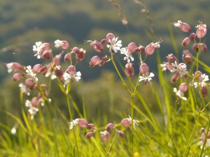 taubenkropf leimkraut 指出，花卉 silene 尋常型