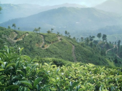 piantagione di tè