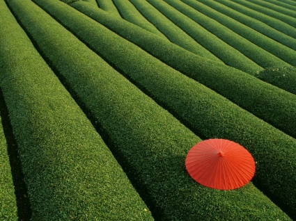 campos de té wallpaper mundial de Japón