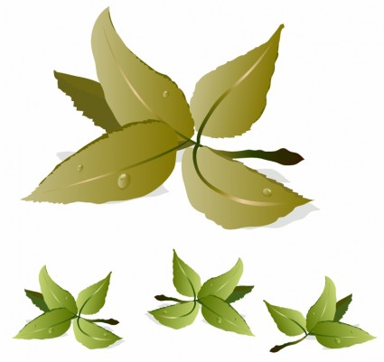 hojas de té