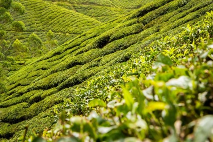 plantación de té de hojas de té