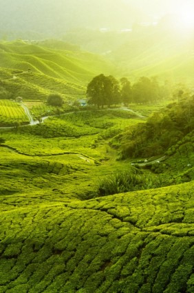 plantação de chá paisagem fotos hd
