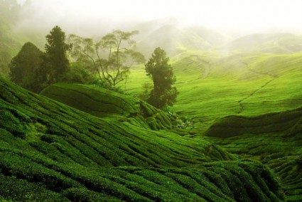 茶畑の風景の hd 画像