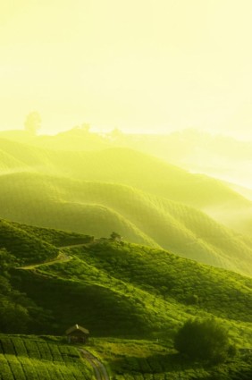 Herbata plantation krajobraz zdjęcia hd