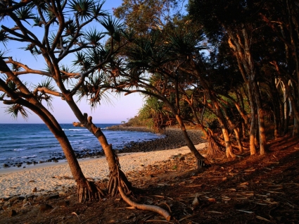 teh pohon pantai wallpaper australia dunia