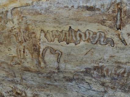 Termite Tracks