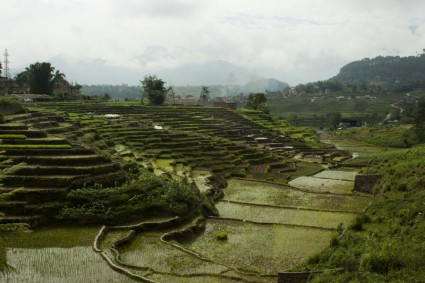 campo de arroz de arroz de terrenos