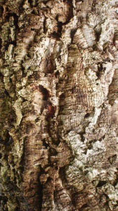 텍스처 코르크 나무 껍질