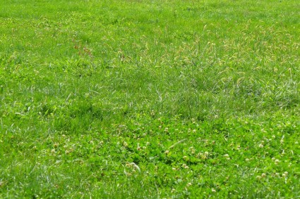 テクスチャの芝生の緑