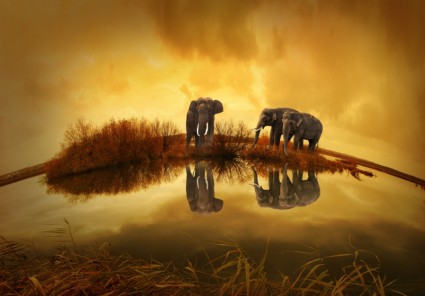 tramonto elefante Thailandia
