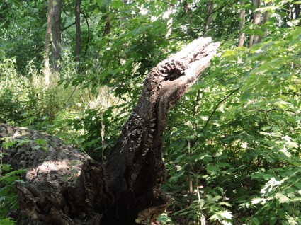 drzewo aligator