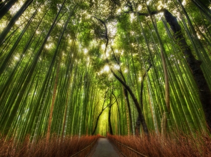 la natura di alta gamma dinamica di bambù foresta carta da parati