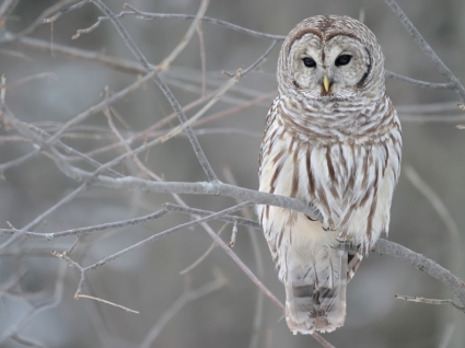 los animales de pájaros de papel pintado barred owl